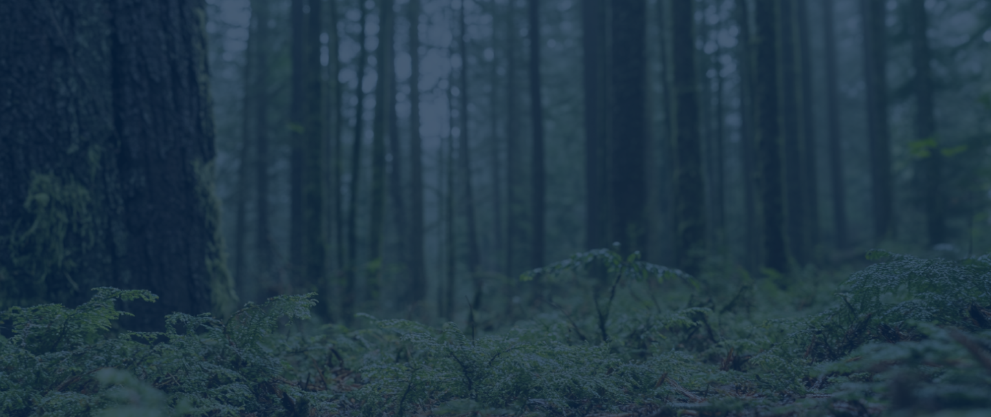 dark tree forest