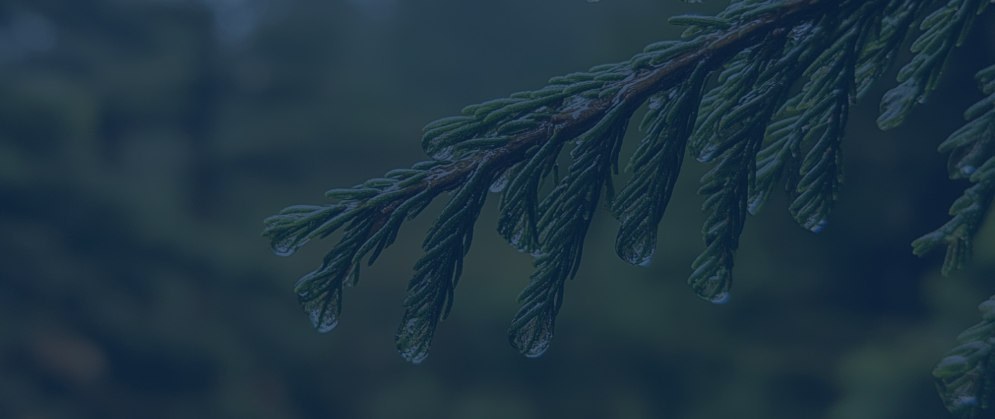 dark tree branch